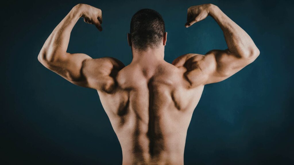 How to Gain Muscle for Beginners